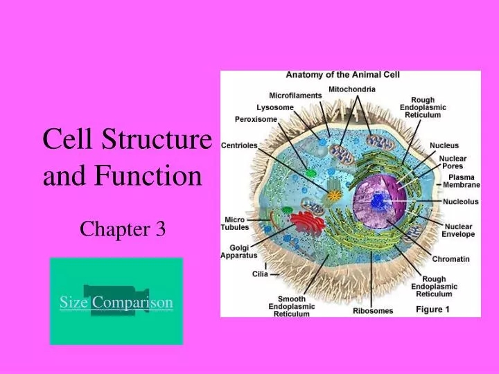 PPT Cell Structure And Function PowerPoint Presentation Free