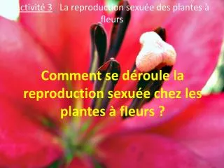 PPT Reproduction Chez Les Plantes PowerPoint Presentation Free