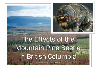 The Effects of the Mountain Pine Beetle in British Columbia
