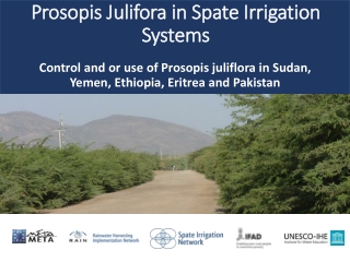 Prosopis J ulifora in Spate Irrigation Systems