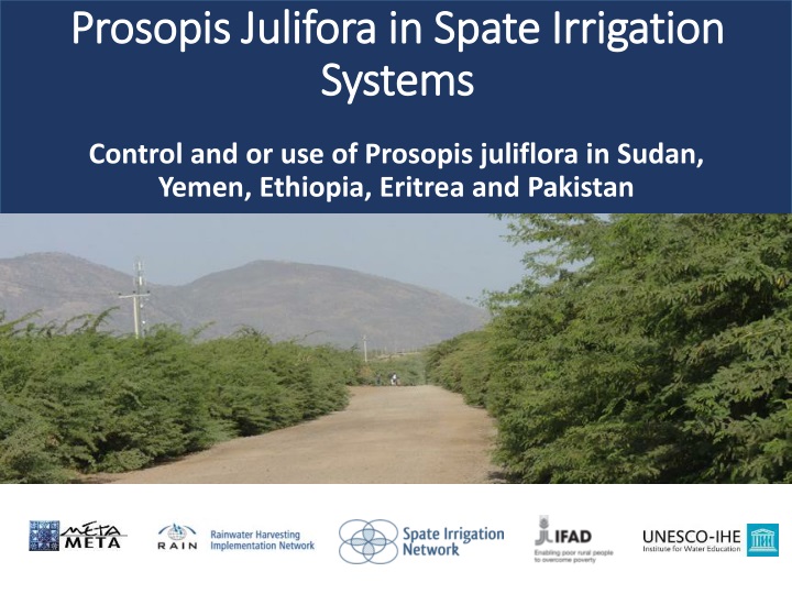 prosopis j ulifora in spate irrigation systems