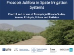 Prosopis J ulifora in Spate Irrigation Systems