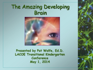 The Amazing Developing Brain