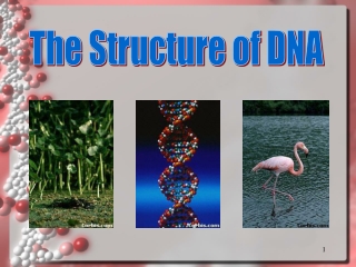 The Structure of DNA