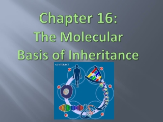 Chapter 16: The Molecular Basis of Inheritance