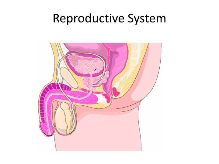 reproductive system