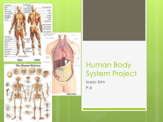 Human Body System Project