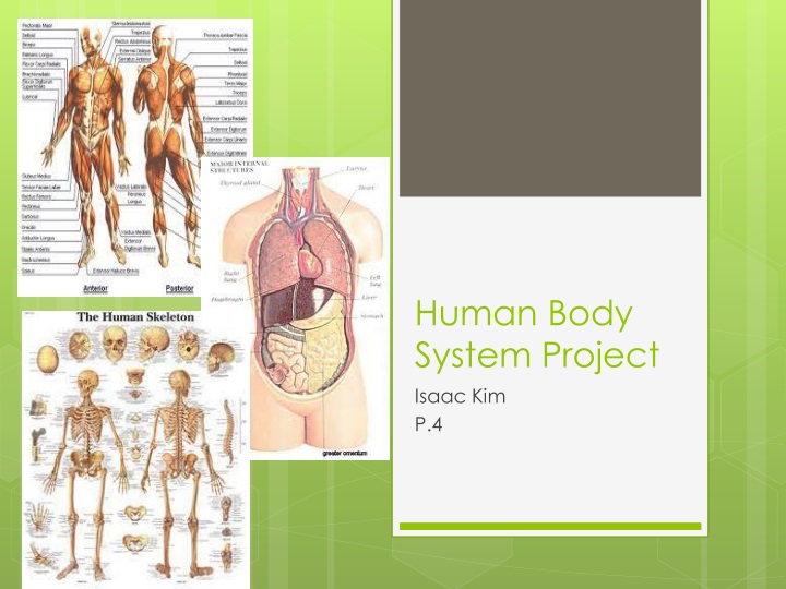 human body system project