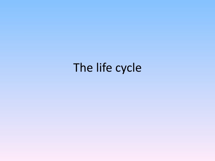 the life cycle
