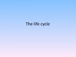 The life cycle - slide 1