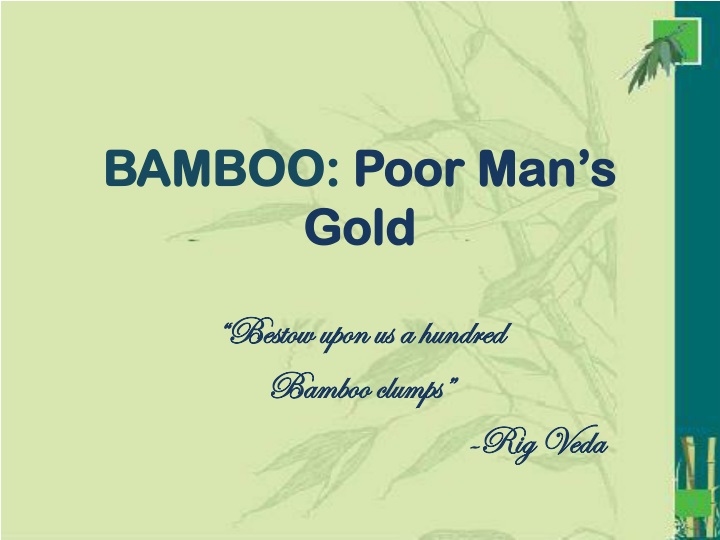 bamboo poor man s gold