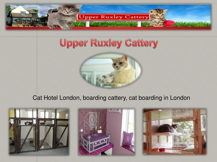 upper ruxley cattery