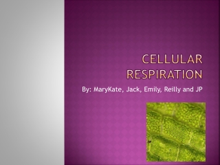 cellular respiration