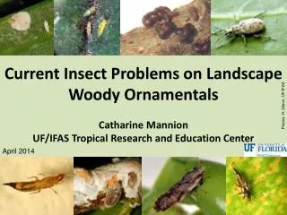 Current Insect Problems on Landscape Woody Ornamentals Catharine Mannion UF/IFAS Tropical Research and Education Center