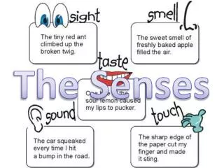 The Senses