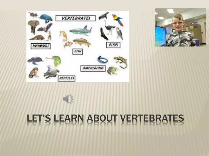let s learn about vertebrates