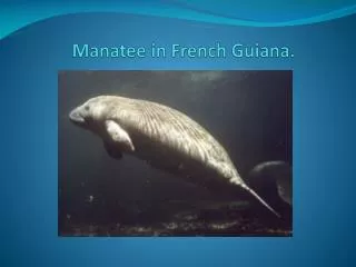 Manatee in French Guiana .