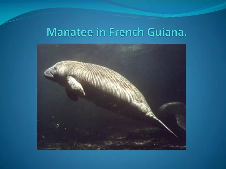 manatee in french guiana