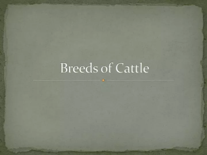 breeds of cattle