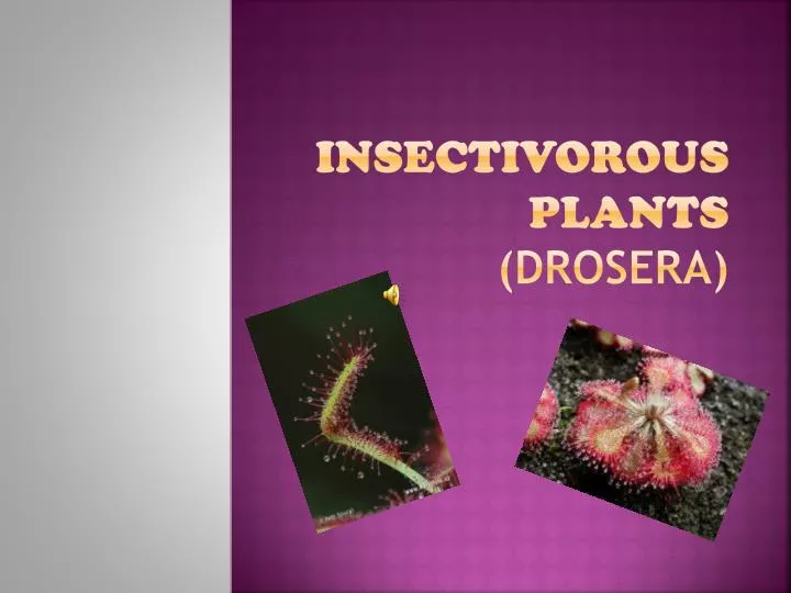 insectivorous plants drosera