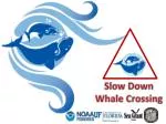 Slow Down Whale Crossing
