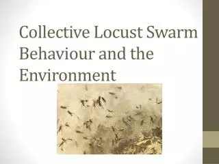 Collective Locust Swarm Behaviour and the Environment