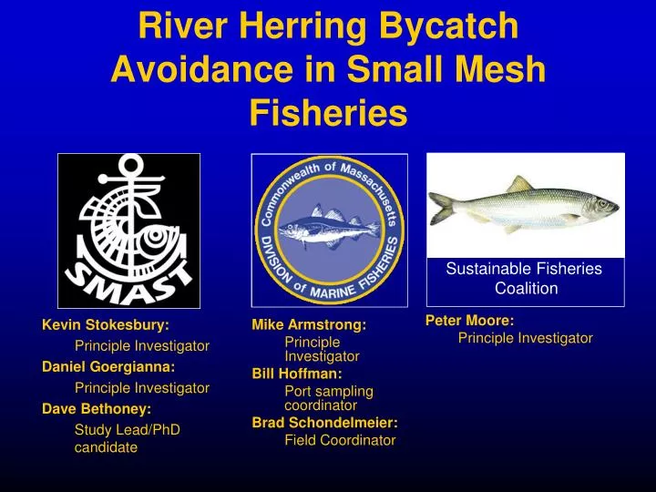 river herring bycatch avoidance in small mesh fisheries
