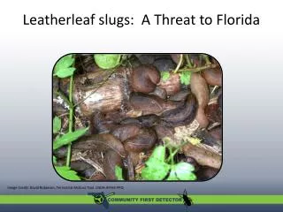 Leatherleaf slugs: A Threat to Florida