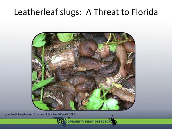 leatherleaf slugs a threat to florida