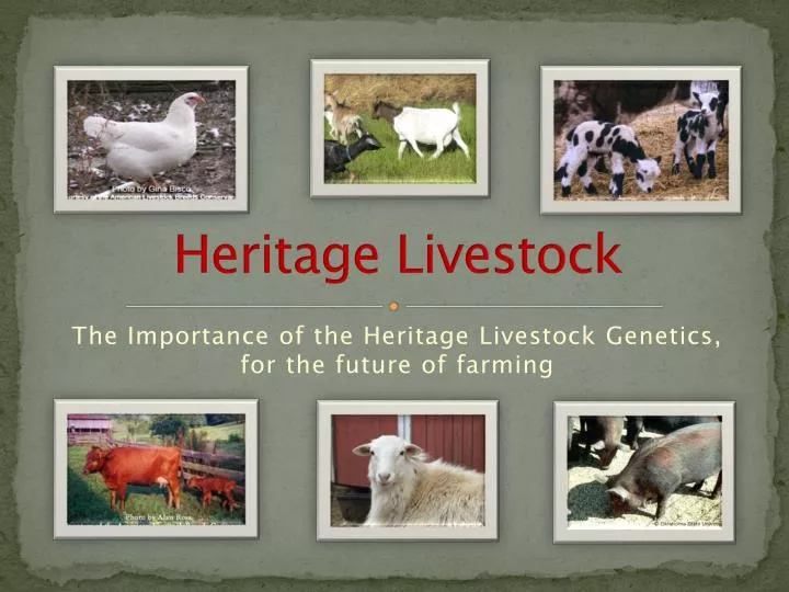 heritage livestock