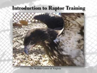 Introduction to Raptor Training