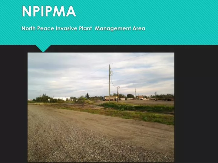 npipma north peace invasive plant management area