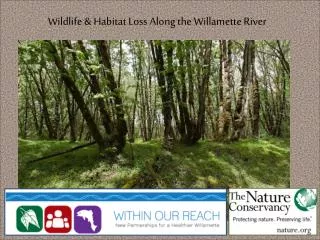 Wildlife &amp; Habitat Loss Along the Willamette River