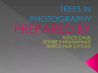 TREES IN PHOTOGRAPHY
