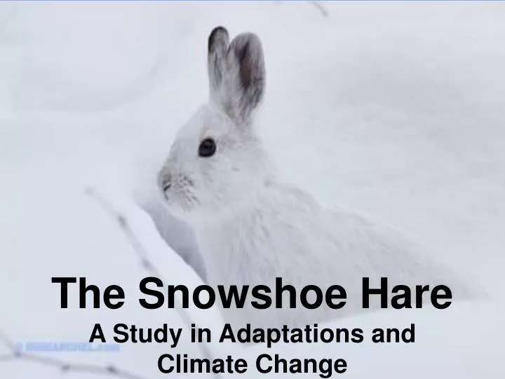 the snowshoe hare a study in adaptations and climate change