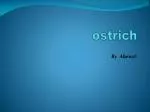 ostrich - slide 1