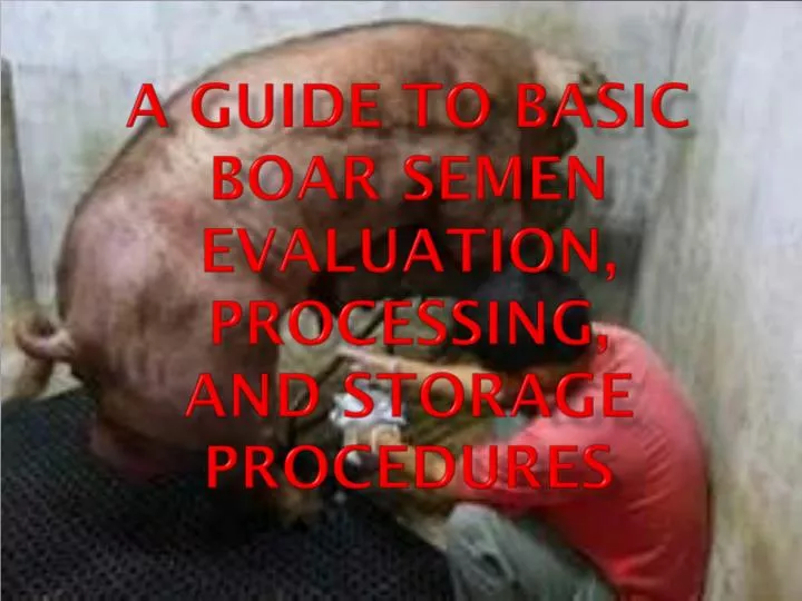 a guide to basic boar semen evaluation processing and storage procedures