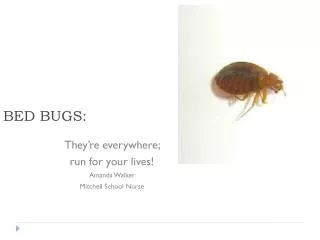 BED BUGS: