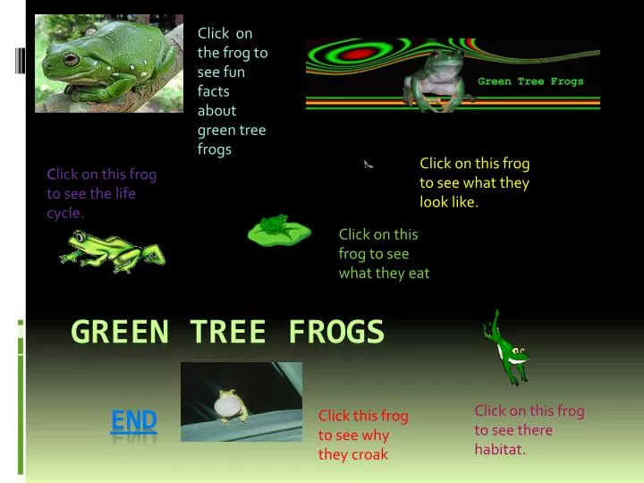 green tree frogs end