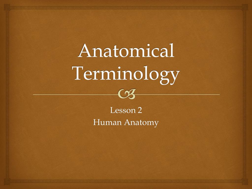 PPT - Anatomical Terminology PowerPoint Presentation, free download ...