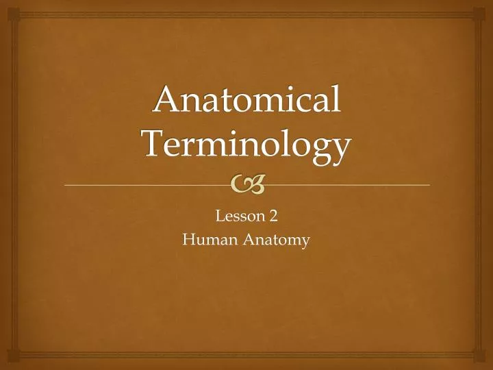 anatomical terminology