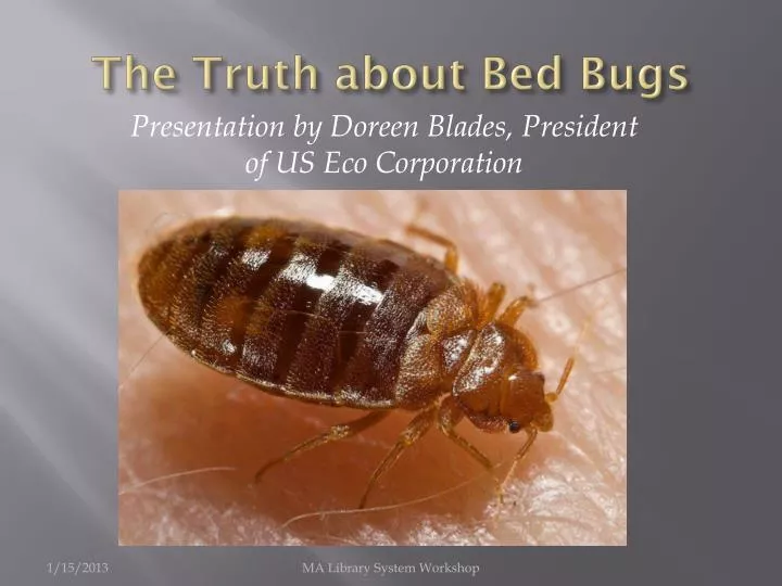 the truth about bed bugs