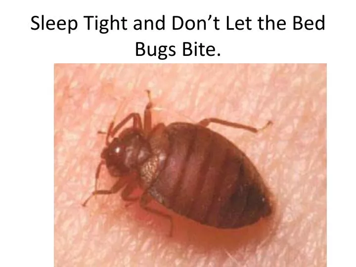 sleep tight and don t let the bed bugs bite