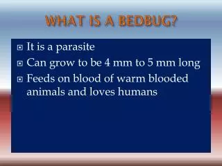 WHAT IS A BEDBUG?