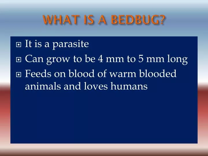 what is a bedbug