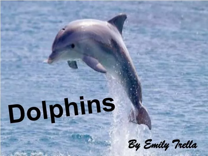 dolphins