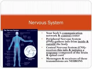 Nervous System