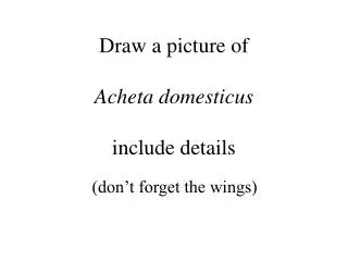 Draw a picture of Acheta domesticus include details
