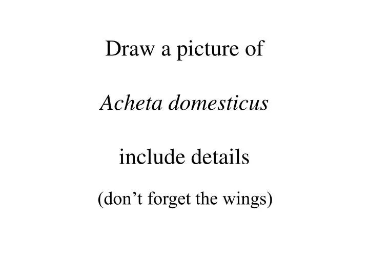 draw a picture of acheta domesticus include details