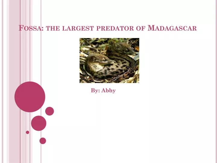 fossa the largest predator of madagascar